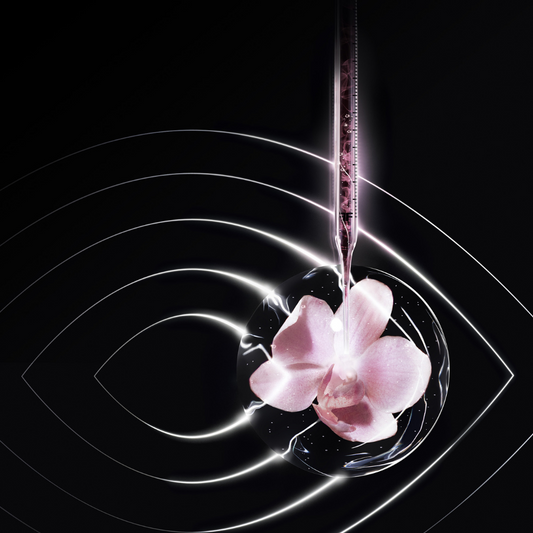 Orchid stem cells