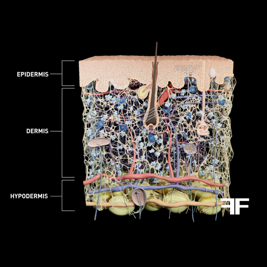 The structure of the skin: getting to know it better thanks to Filorga's expertise